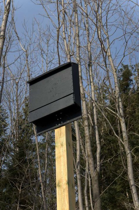 Want to get rid of those annoying mosquitoes? Hey, we can leave it to the bats! Build your own bat house and raise your own colony at home! Bat Roost Diy, Bat Box Plans, Bat House Diy, Bat Habitat, Build A Bat House, Bat House Plans, Bat Box, Bat House, Little House Plans