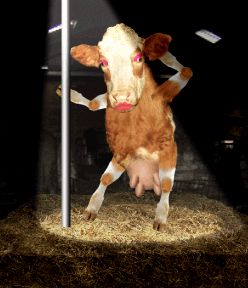 lmfaooooooo texas pole dancer Cows Dancing, Gif Bailando, Fun Facts About Canada, Funny Cows, Fat Cow, Animiertes Gif, Dance Gif, Cow Pictures, Gif Photo