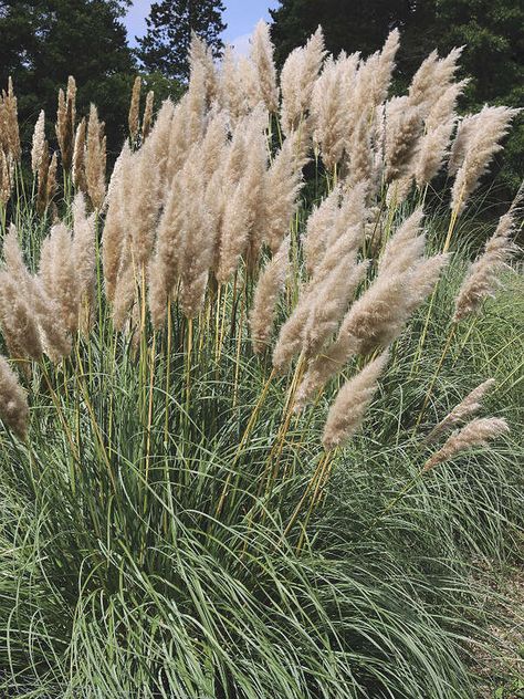 Ornamental Grasses: Pampass Grass | 15 Types of Ornamental Grasses to Spruce Up Your Outdoors Short Ornamental Grasses, Ornamental Grasses For Shade, Ornamental Grass Landscape, Tall Ornamental Grasses, Pink Pampas, Cortaderia Selloana, Pink Pampas Grass, Shade Grass, Edging Plants