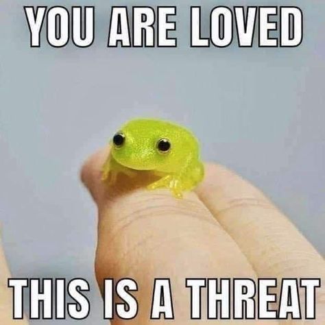 Frog Pictures, Funny Animal Photos, Funny Frogs, Funny Animal Jokes, Very Funny Pictures, Cute Frogs, Cute Memes, Funny Animal Memes, Animal Jokes