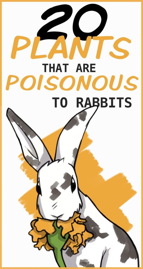 Rodent Enrichment, Types Of Rabbits, Dangerous Flowers, Rabbit Anatomy, Rabbit Enrichment, Rabbit Health, Potted House Plants, Bunny Things, Rabbit Facts