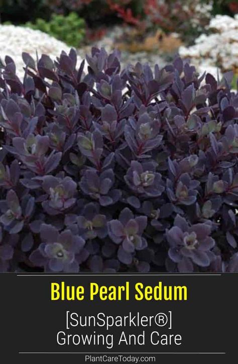 Blue Pearl Sedum (SunSparkler®) Sedum hybrid, perennial succulent, deep purplish-blue foliage, patented, showy pink flowers. [DETAILS] Blue Pearl Sunsparkler Sedum, Blue Pearl Sedum, Sedum In Landscaping, Night Embers Sedum, Sunsparkler Sedum, Purple Sedum, Sedum Sunsparkler, Sedum Garden, Sedum Plant