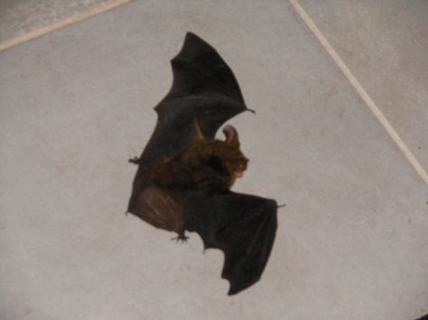 Microbat - flew into the ceiling fan but got up and dusted himself off.  Always thought they had good sonar - but not good enough for ceiling fans. The Ceiling, Good Enough, Ceiling Fans, Ceiling Fan, Bat, Batman, Ceiling, Yard, Fan