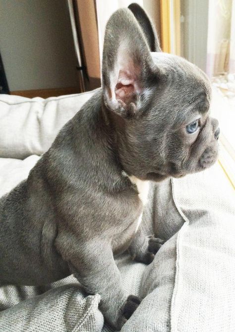 Jacques blue french bulldog blue eyes 8 weeks #frenchies French Bulldog Blue Eyes, White Blue Eyes, Blue French Bulldog, Blue French Bulldog Puppies, Puppy Obedience Training, Positive Dog Training, Basic Dog Training, Blue French, Cute French Bulldog