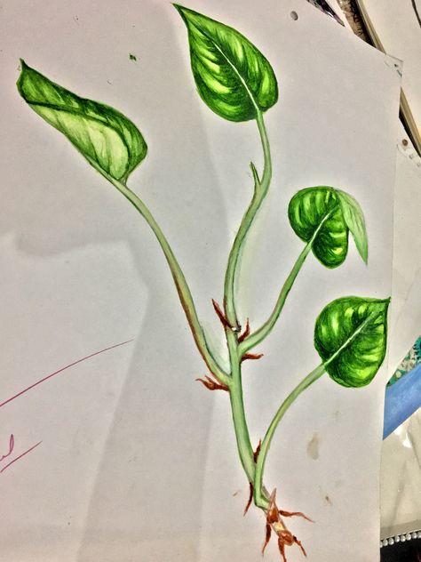 Money plant paintings Money Plant Painting, Money Plant Drawing, Plant Paintings, Money Plant, Plant Painting, Plant Drawing, Nature Study, Pencil Drawings, Art Work