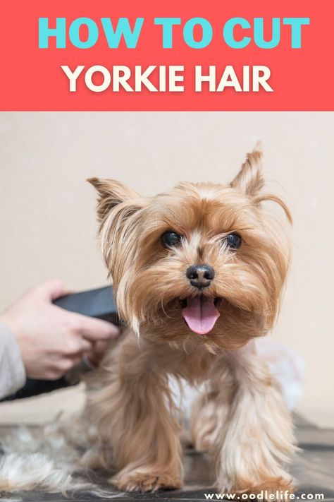 Long Yorkie Haircut, Diy Yorkie Haircut, Grooming A Yorkie At Home, Yorkie Must Haves, Grooming Yorkies At Home, Yorkshire Terrier Haircuts, Diy Yorkie Clothes, How To Groom A Yorkie At Home, Yorkshire Haircut