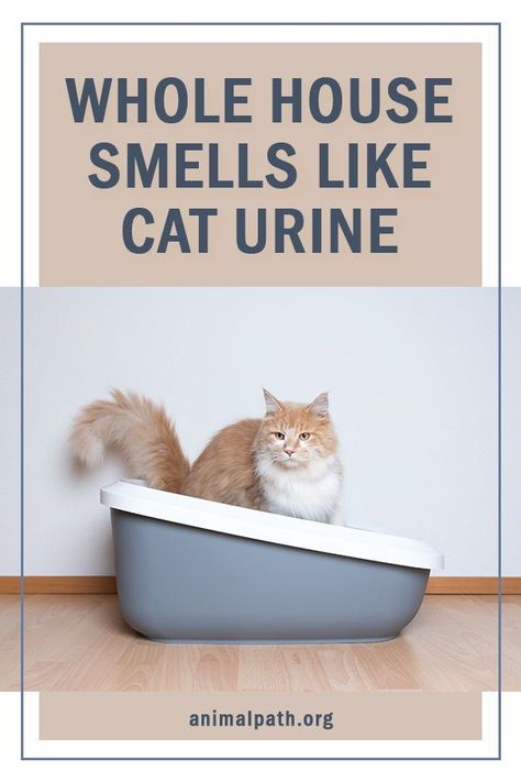 Eliminating Cat Urine Smell, Cat Cleaning Tips House, How To Get Out Cat Urine Smell, Getting Cat Urine Smell Out, How To Get Rid Of Cat Urine Smell Houses, How To Eliminate Cat Urine Odor, Remove Cat Urine Smell From Carpet, Cat Urine Smell Remover Odor Eliminator, Cat Pee Remover