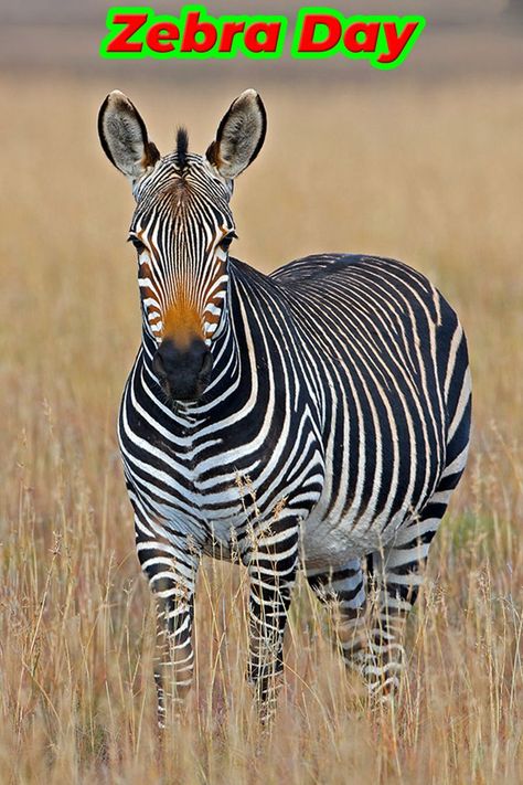 File: george-brits-wvO5tPfTpug-unsplash.jpg
Link: https://unsplash.com/photos/wvO5tPfTpug
Date: 16 Dec 2016
Credit: George Brits. Changes made by Jamiese Hancy.
Title: Zebra Squared
Location: South Africa.
Description: Mountain Zebra National Park is a magnificent place to be when the grasses die off and take on this golden yellow glow.
License: https://unsplash.com/license. All Unsplash photos can be downloaded and used for free for commercial and non-commercial purposes. No permission needed. Mountain Zebra, Solo Trips, Dogs Home, Pets Movie, Conservation Biology, Endangered Wildlife, Pet Snake, List Of Animals, Pet Bunny