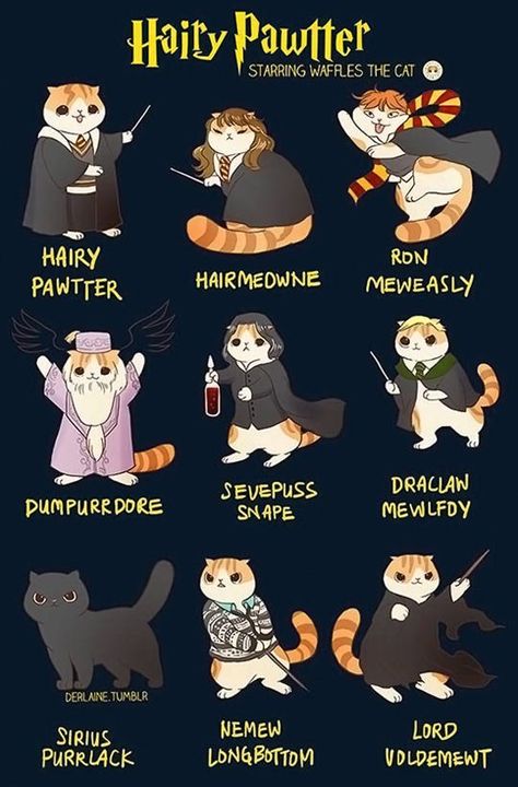 Harry Potter Cats, Harry Potter Cat, Meme Harry Potter, Citate Harry Potter, Glume Harry Potter, Funny Harry Potter Jokes, Cute Harry Potter, Harry Potter Memes Hilarious, Harry Potter Puns