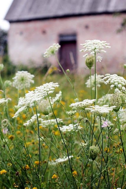 Queen Anne's Lace grew in abundance, and we happily collected them for fancy parasols for our dolls and Barbies. Flower Scapes, Perennial Gardens, Queen Anne's Lace Flowers, Flower Identification, Daucus Carota, Wild Country, Queen Anne's Lace, Wildflower Garden, Nice Colors