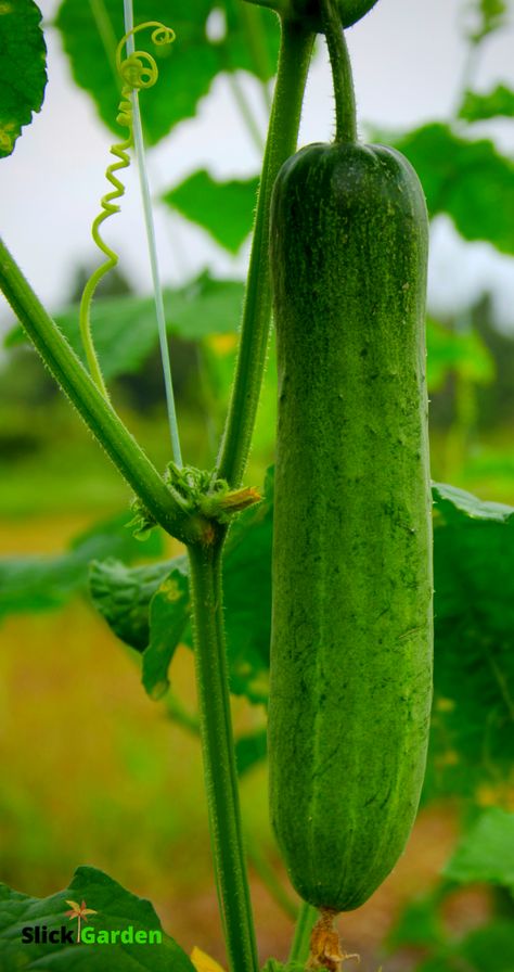 How To Grow Cucumber Vertically On A Trellis. If your cucumber plants crawl on the ground, it is not a healthy way to grow any plant. You will have to give support to such types of plants. if the vine is crawling on the ground it will easily get infected from different fungal diseases. Cucumber Design, Grow Cucumber, Dry Fruits Benefits, Fruits Benefits, Growing Cucumbers Vertically, Cucumber Plants, Zucchini Recipes Baked, Growing Zucchini, Zucchini Recipes Healthy