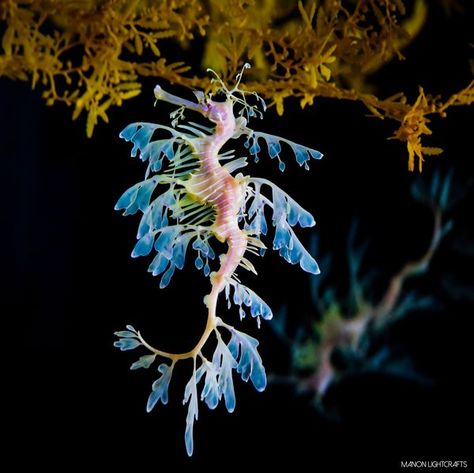 Dragon Seahorse at the Lisbon Oceanário Sea Dragon Photography, Leafy Seahorse, Dragon Seahorse, Seahorse Mermaid, Seahorse Sculpture, Sea Life Wallpaper, Leafy Sea Dragon, Sea Dragons, Sea Horses