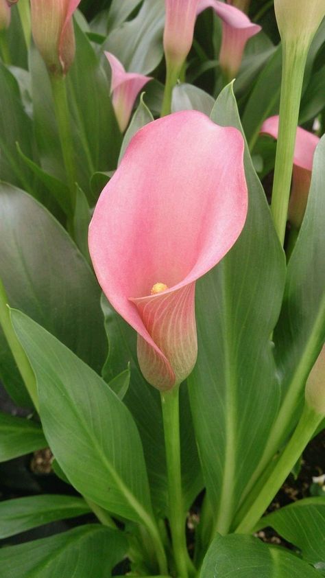 Pink Cala Lily, Calilily Flower, Calla Lily Wallpaper, Cala Lilly, Calla Lily Colors, Pink Calla Lily, Calla Flower, Cala Lilies, Pink Calla Lilies