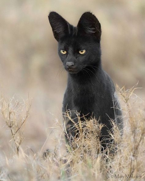 𝔙𝔞𝔪𝔭𝔦𝔯𝔞 on Twitter: "Rare Melanistic Serval.… " Black Serval, Savannah Cat, Savannah, Black Cat, Black