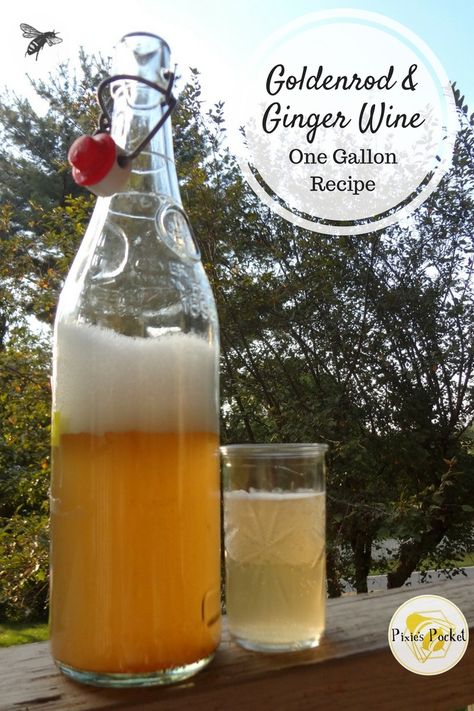 Goldenrod and Ginger Wine - one gallon recipes from pixiespocket.com Ginger Wine, Mead Wine, Mead Recipe, Wine Recipe, Pinot Noir Wine, Fermentation Recipes, Foraged Food, Homemade Wine, Wine Baskets