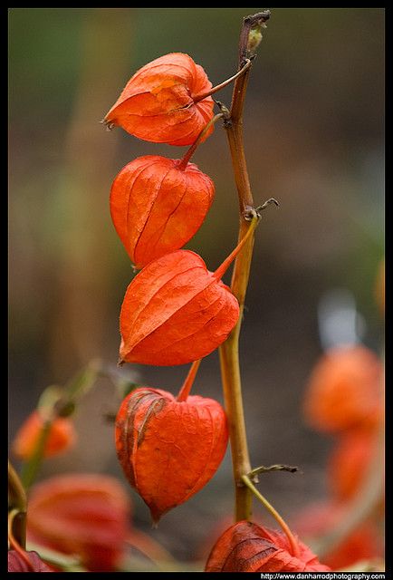 Pumpkin coloured Seed Pods - I had some in a vase a couple of years ago. Chinese Lanterns Plant, Garden Lanterns, Chinese Lanterns, Seed Pods, Alam Yang Indah, Exotic Flowers, Beautiful Blooms, Fall Flowers, Amazing Flowers