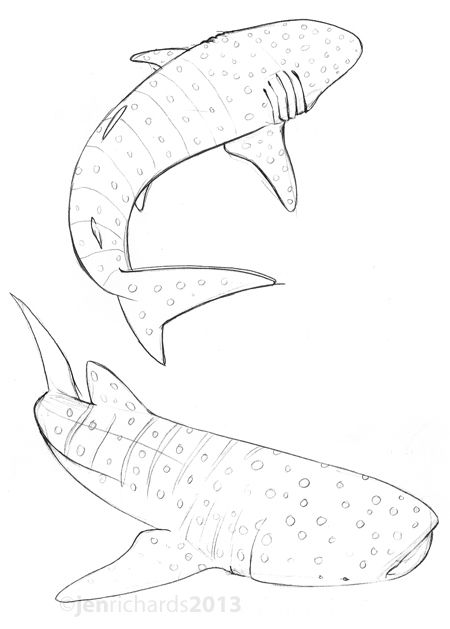 Sketches Back Sketch, Whale Shark Tattoo, Zoo Ideas, Shark Drawing, Drawn Fish, Ocean Tattoos, Shark Art, Drawing Animals, Shark Tattoos