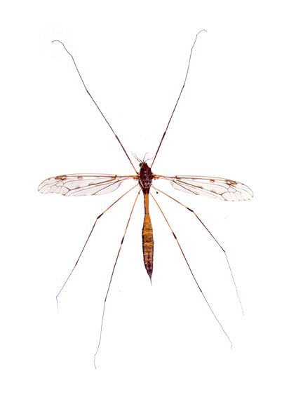 Giant Crane Fly (Tipula abdominalis) Giant Crane, Crane Fly, Flying Tattoo, Bug Art, Insect Art, Arachnids, Creature Feature, Bugs And Insects, Pottery Barn