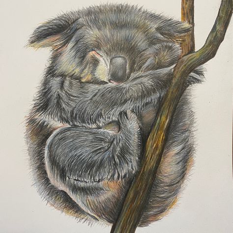 Detailed prismacolor koala drawing Drawings Colored Pencils, Koala Drawing, Colour Pencil Drawing, Colour Pencil, Colored Pencil Drawing, Australian Animals, Color Pencil Drawing, Learn To Paint, Colored Pencil