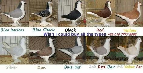 Lahore Pigeon | Pigeons and Pigeon Coops | Pinterest Lahore Pigeon, Le Pigeon, Pigeon Pictures, Pigeon Loft, Pigeon Breeds, Dove Pigeon, Racing Pigeons, Pigeon Bird, Like Animals