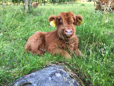 Highland Cattle Cow #highlandcattle #highlandcow #cow #cows #cattle #cowsofinstagram #牛 #nature #country_features #horns #farmlife #countrylife #Farm #countryside #rural #lehmä #countrylifestyle1 #leppävirta #ylämaankarja #ig_countryside #ig_highlandcows #pocket_farms #lifeonthefarm #farmanimals #vasikka #calf #calves #minicow #cute Cute Animals Videos, Fluffy Cow, Cattle Ranch, Baby Highland Cow, Baby Farm Animals, Fluffy Cows, Moo Moo, Cow Pictures