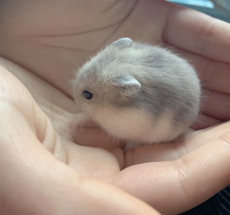 cute little baby hamster Cute Hamster Pics, Hamster Aesthetic, Hamsters Cute, Pics Of Animals, Tiny Baby Animals, Bear Hamster, Hamster Cute, Hamster Pics, Small Hamster