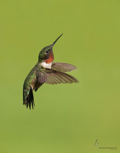 Animal Mashup, Birds Photos, Florida Wildlife, Hummingbirds Photography, Bird Nests, Ruby Throated Hummingbird, Inspiration Images, Hummingbird Art, Forearm Tattoo Women