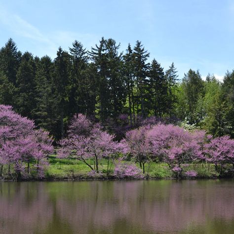 Morton Arboretum | UrbanMatter Morton Arboretum, Illinois River, Nature Destinations, Historic Route 66, Giant Tree, Scenic Byway, Go Hiking, Scenic Routes, Gorgeous Gardens