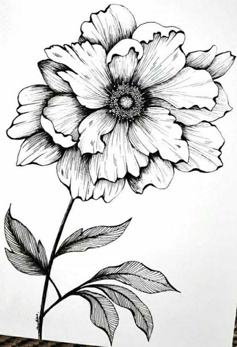 Pin by Desiree Perez on COLLAGE SHEETS/IDEAS in 2022 | Line art drawings, Watercolor flower art, Flower art drawing Beautiful Flowers Drawing Sketches, Fineliner Flowers, Fiori Art Deco, Seni Mural, Flower Line Drawings, Pen Art Drawings, Flower Art Drawing, Flower Sketches, Floral Drawing