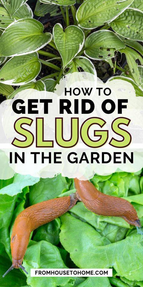 Find out how to get rid of slugs in the garden with these 15 natural ways to stop slugs and snails from eating your plants. #fromhousetohome #gardeningtips Slug Deterrent Plants, Slugs In Garden How To Get Rid Of, Garden Slugs, Hawaii Garden, Beautiful Flower Beds, Getting Rid Of Slugs, Hawaiian House, Slugs In Garden, Common Garden Plants