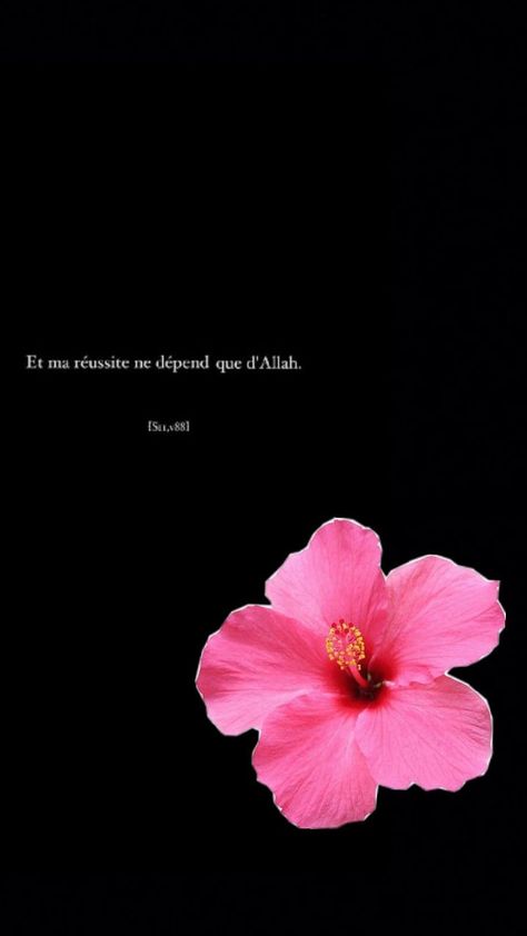 Iphone Wallpaper Bright, Big Box Braids, Allah Photo, Learn Islam, Islamic Wallpaper, Islam Facts, Hibiscus Flowers, Pretty Quotes, Glow Up?