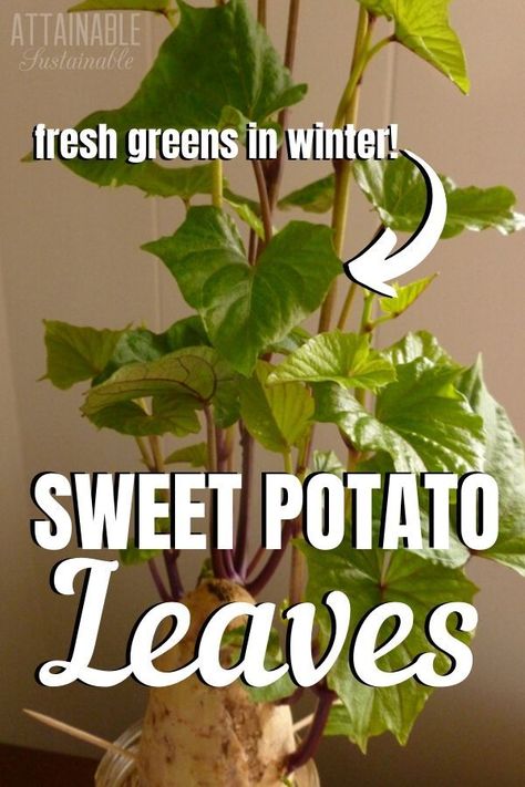 The edible sweet potato vine provides winter greens when grown indoors during cold weather. For mid-winter fresh greens, sweet potato leaves can’t be beat. Sweet Potato Vines, Sweet Potato Leaves, Sweet Potato Plant, Growing Sweet Potatoes, Winter Greens, Sweet Potato Vine, Container Vegetables, Potato Vines, Growing Indoors