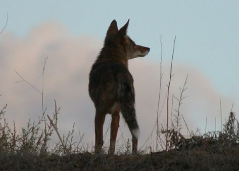 ☆♡|♡☆ Coyote Aesthetic, Veterinary Hospital, Wildlife Photos, Witch Aesthetic, Wild Dogs, Animal Photography, Beautiful Creatures, Mammals, Animals Beautiful