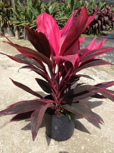 This article will explain Cordyline care instructions. Following this guideline, you will have no problem keeping your plant thriving for years to come. Sister Pic, Tropical Pool Landscaping, Kebun Herbal, Ti Plant, Tanaman Indoor, Red Plants, Tropical Gardens, Evergreen Plants, Container Flowers