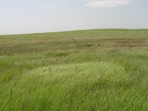 High Grass Landscape, Long Grass Landscape, Tall Grass Aesthetic, Grass Perspective, Tall Grass Landscaping, Grass Scenery, Grass Plains, Tall Grass Prairie, Tall Grass Field