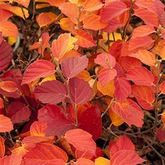 10 Unique Shrubs for Fall Color (Zone: 3 - 7) Plant Catalogs, Garden Shrubs, Wildlife Gardening, Woodland Garden, Autumn Landscape, Fall Color, Autumn Garden, Trees And Shrubs, Fall Foliage