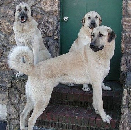 Sarabi Dog, Anatolian Shepherd Puppies, Dog Mansion, Alabai Dog, Akbash Dog, Sheep And Goat, Kangal Dog, Shepherd Art, Turkey Dogs