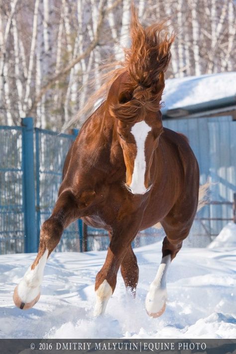 Orlov Trotter, Trotter, Horse Breeds, Lion Sculpture, Horses, Animals