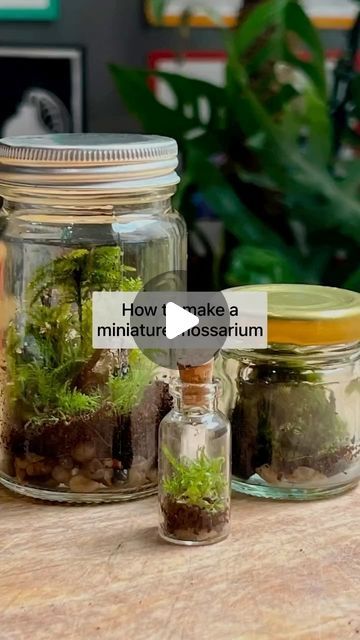 Mud & Bloom on Instagram: "🫙 🌱 Make a miniature mossarium

Building a mossarium, is really fun - it’s like creating your own mini world! It’s also great for exploring different mosses as well as learning about the water cycle. You can use any small, clear jar or bottle to make a mossarium.

We’ve written a blog post about how to make one here: www.mudandbloom.com/blog/miniature-mossarium

By @denisekhope 

#mossarium #terrarium #moss #mosses #outdoorlearning #exploringnaturewithchildren #mudnbloom #mudandbloom" Water Terrarium, Build A Terrarium, Terrarium Moss, Bottle Terrarium, Small Terrarium, Terrarium Jar, The Water Cycle, Mini World, Moss Terrarium