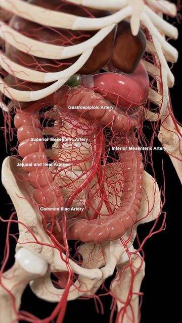 Intestines Anatomy, Inside Human Body, Human Anatomy Model, Human Body Projects, Ear Reflexology, Human Muscle Anatomy, Anatomy Bones, Basic Anatomy And Physiology, Anatomy Models