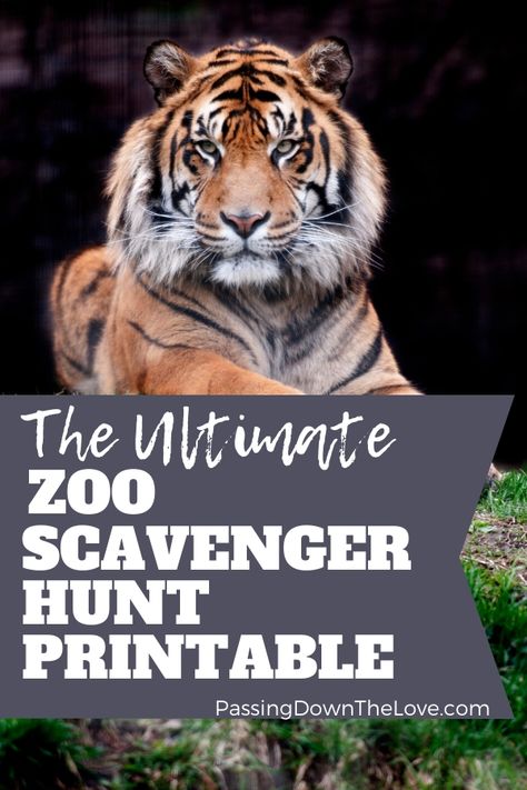 Enjoy this free Printable Zoo Scavenger Hunt with the kids. They'll have a blast and you will, too! Safari Scavenger Hunt Free Printable, Zoo Scavenger Hunt Printable Free, Zoo Scavenger Hunt Printable, Zoo Scavenger Hunt, Nature Scavenger Hunt Printable, Omaha Zoo, Amazon Animals, Make A Photo Book, Zoo Map