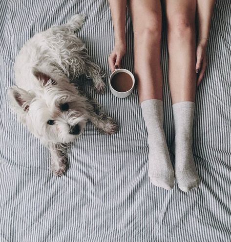 Establishing a healthy morning routine or ritual helps to set you up for a productive day ahead. And including your pet in your ritual can make it even more beneficial! Here's how. Dog On Bed, Kong Toys, Brisk Walking, Healthy Morning Routine, Work Routine, Good Morning World, Morning Person, White Terrier, Productive Day