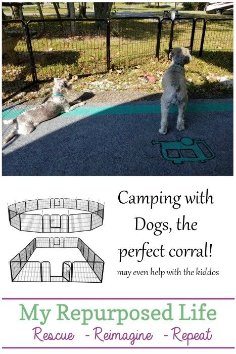 Camping with dogs - My Repurposed Life® Camping Supply List, Camping With Dogs, California Beach Camping, Camping For Beginners, Camping Organization, Trailer Ideas, Dog Camping, Camping Items, Camping Checklist