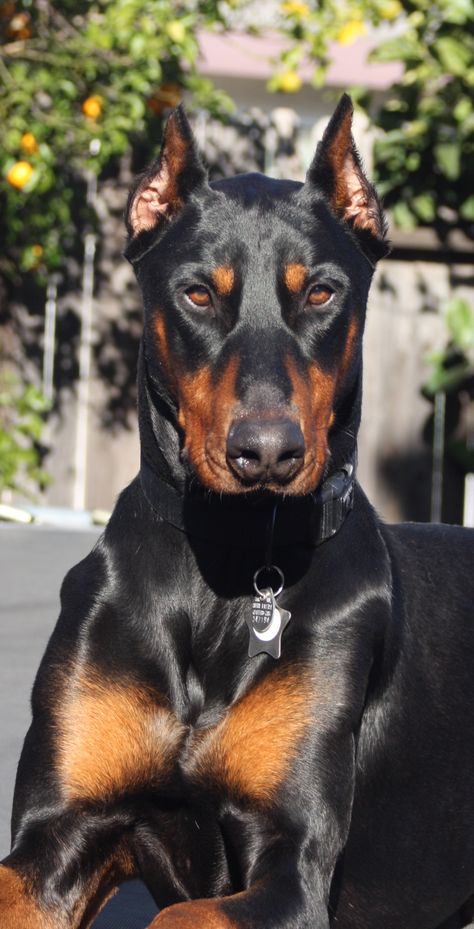 lovin the sun Anjing Doberman, Perro Doberman Pinscher, Doberman Puppies, Doberman Pinscher Dog, Scary Dogs, Doberman Puppy, Doberman Dogs, Pretty Dogs, Haiwan Peliharaan