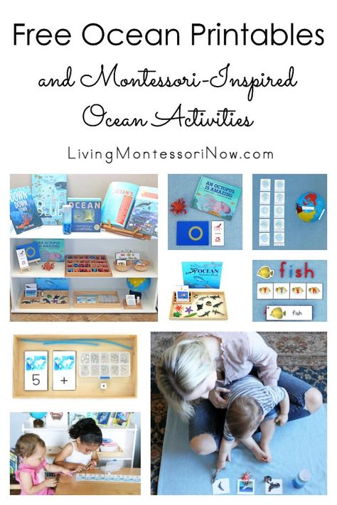 These free ocean printables and Montessori-inspired ocean activities are designed for preschoolers through early elementary. Perfect for home or classroom for an ocean unit - Living Montessori Now #Montessori #homeschool #oceantheme #freeprintables #preschool #kindergarten June Montessori Activities, Ocean Social Studies Preschool, Learning About The Ocean Activities, Ocean Montessori, Ocean Montessori Activities, Ocean Unit Study, Homeschool Ocean Unit Study, Ocean Inquiry Kindergarten, Ocean Unit Study Free Printable