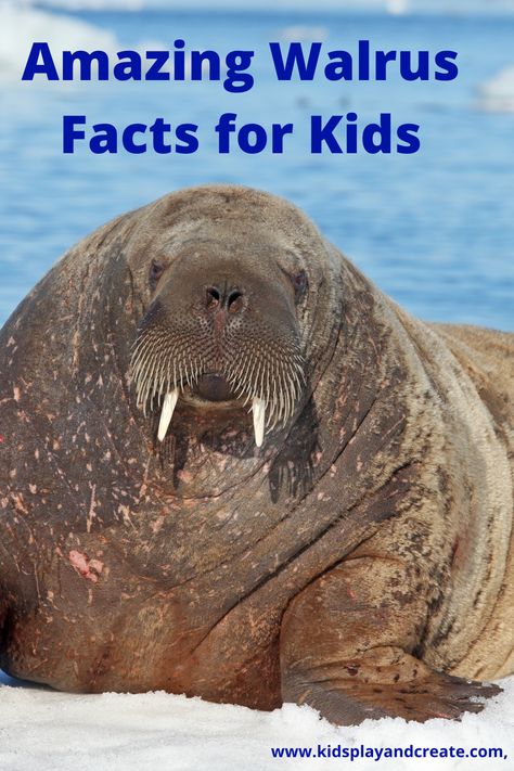 Walrus Activities For Toddlers, Walrus Facts Preschool, Walrus Activities For Preschool, Walrus Craft, Animal Coverings, Arctic Animals Preschool, Animal Facts Interesting, Animal Facts For Kids, Antarctic Animals