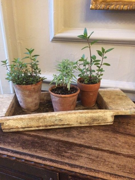 Dining table decoration Herbs On Dining Table, Terracotta Pots Table, Herb Pots Wedding Table, Terracotta Herb Pots, Table Talk, Dining Table Decor, Terracotta Pots, Planter Pots, Herbs