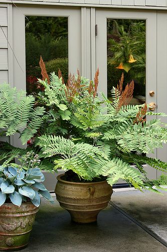 Love this one, too!                     osmunda regalis in a pot | Flickr - Photo Sharing! Container Planting, Gardening Design, To Try, Have Inspiration, Garden Containers, Container Garden, Garden Designs, Shade Plants, Foliage Plants