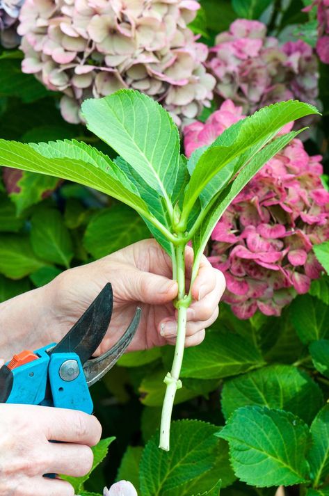 Turn One Hydrangea Plant Into Many Hydrangea Care, Growing Hydrangeas, Hydrangea Garden, Planting Hydrangeas, Garden Shrubs, Garden Yard Ideas, Plant Cuttings, Propagating Plants, Gardening Supplies