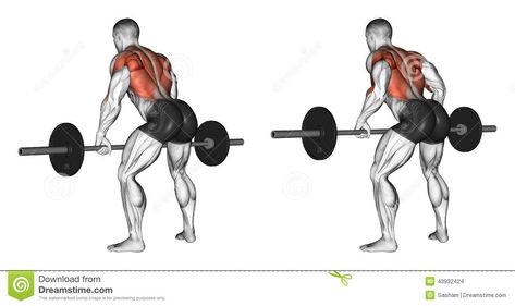 Illustration about Thrust rod, standing in the slope. Exercising for bodybuilding Target muscles are marked in red. Initial and final steps. Illustration of thrust, exercise, rhomboid - 43932424 Good Back Workouts, Barbell Row, Latissimus Dorsi, Biceps Workout, Back And Biceps, Back Exercises, Back Workout, Workout Guide, Shoulder Workout